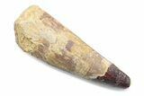 Fossil Spinosaurus Tooth - Feeding Worn Tooth #370504-1